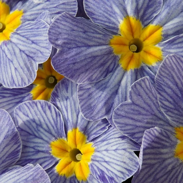 开云电竞棋牌游戏